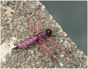 Trithemis annulata haematina